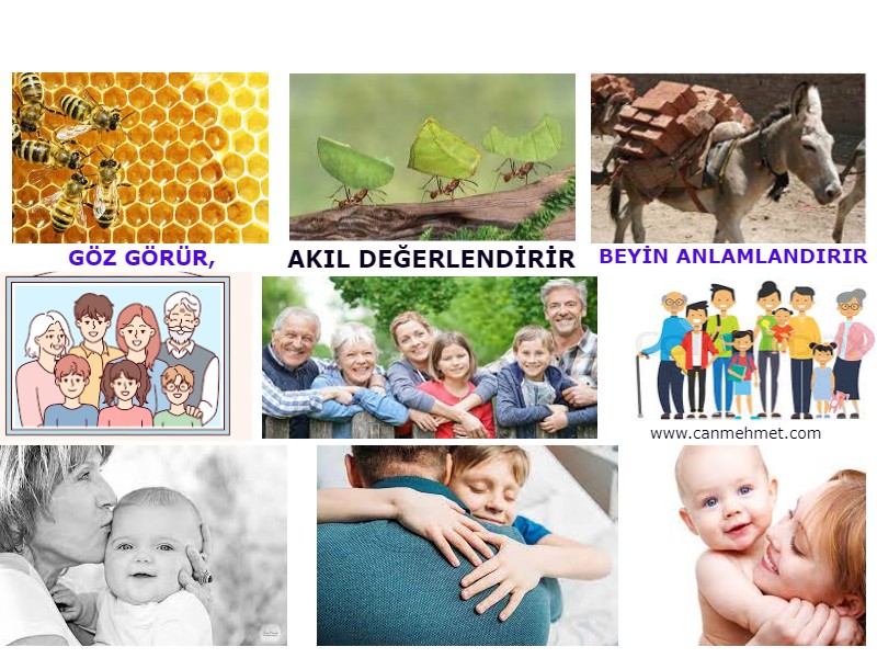 İlim, Bilimin Öğretmedir. İnsan Aklı, Bilinç ve Ruhu Neden Kavrayamaz?